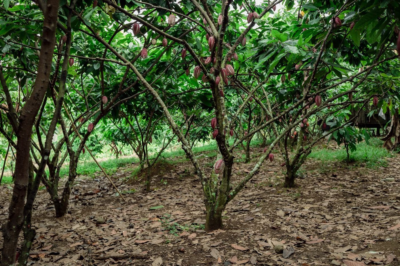 Cacao trees heavy with pods on the Liana's family farm