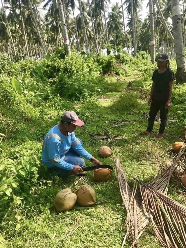 A Filipino farmer opening coconuts with a bolo knife in a coconut grove